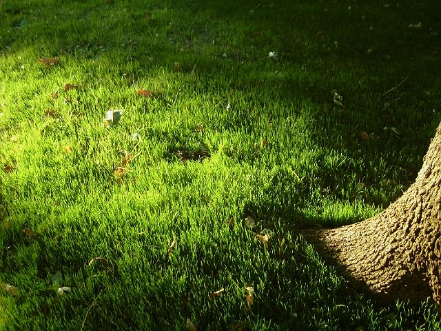 10629 Highlighted grass near tree 